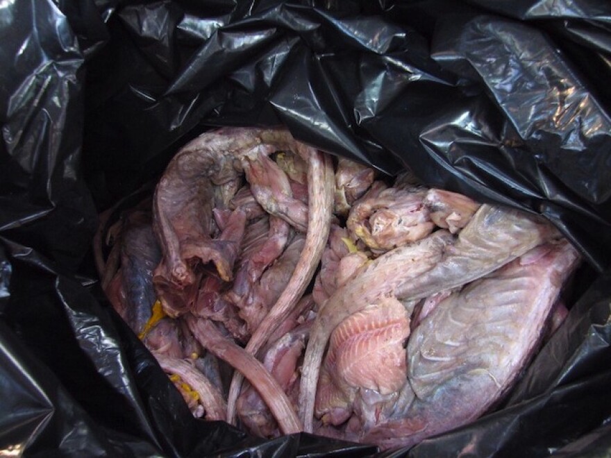 border-patrol-iguana-meat.jpg