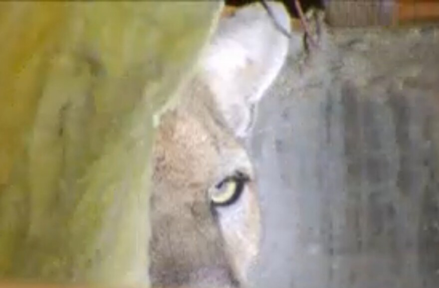 This image, taken from a video on NBC 4's website, shows mountain lion P-22 stuck in the crawl space of a Los Feliz home.