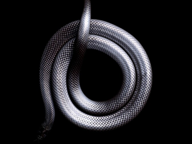 Mexican Black King Snake