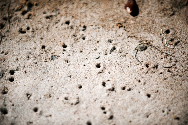 Both Beach Hoppers and Isopods burrow into the sand. During the summer they burrow one foot or more into the beach, and up to three feet in the winter.