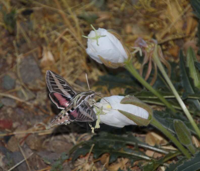 White-lined Sphinx Moth (Hyles lineata) feeding in a Tufted Evening-Primrose flower (Oenothera caespitosa); San Manuel, AZ