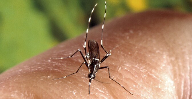 The Aedes albopictus mosquito, also known as the Asian Tiger Mosquito.