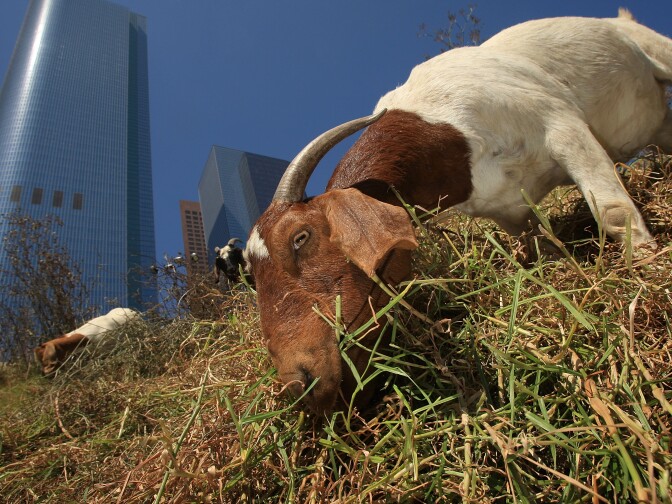 LOS ANGELES, CA - SEPTEMBER 09:  A herd of 100 South African Boer goats chews on tough weeds and dry grasses to clear a steep hillside lot near the Angels Flight funicular railroad on September 9, 2008 in the Bunker Hill high-rise district of downtown Los Angeles, California. Leaders of the Los Angeles Community Redevelopment Agency rented the goats as an economical and environmentally friendly alternative to using gas-powered weed-whacker-wielding humans. Human workers would have charged as much as $7,500 to clear the 2 ½-acre Angels Knoll lot. The goats cost only about $3,000 and there will be no overtime charges. An additional 50 goats will be added to the herd soon to help complete the job in the next week to 10-days.   (Photo by David McNew/Getty Images)