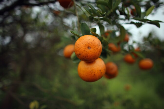  Oranges are seen in a tree as the citrus industry tries to find a cure for the disease "citrus greening" that is caused by the Asian citrus psyllid, an insect, that carries the bacterium, "citrus greening" or huanglongbing, from tree to tree.