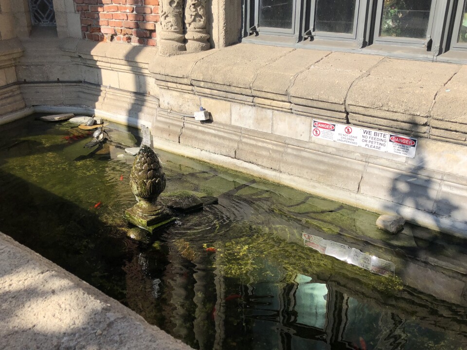 The small koi pond Schneider came upon during his walk on Beverly.