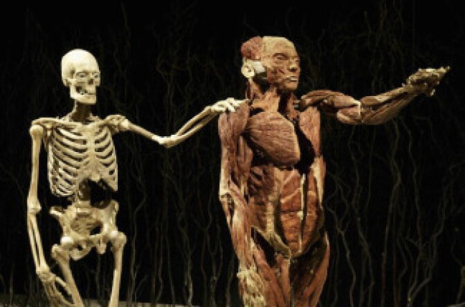 The skeleton of a man has its hand on the shoulder of his separated muscles at the 'Body Worlds: The Anatomical Exhibition of Real Humans Bodies' show at the California Science Center