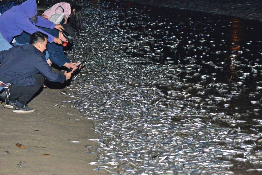 Piles of fish on the sand where the water meets. There are people crouching and taking pictures with their phones.