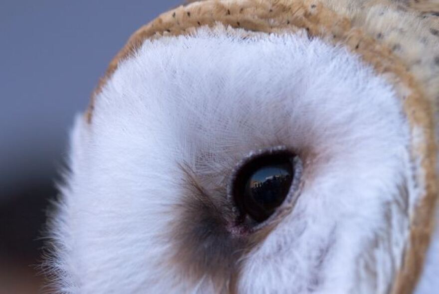 Owl_Eye.jpg