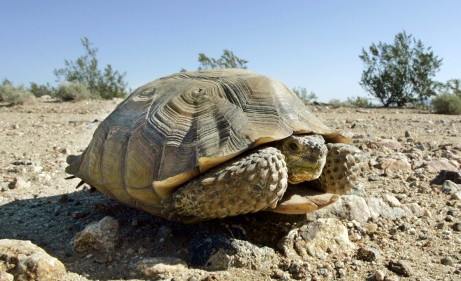 An endangered desert tortoise sits in the Mojave Desert near Ivanpah, Calif. on Sept. 3, 2008.