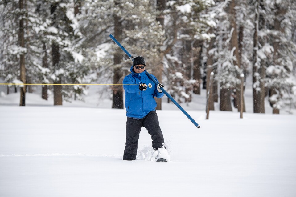 A man with medium-tone skin stands in heavy snow carrying a pole and holding onto a yellow strong. Tall pine trees are behind him.