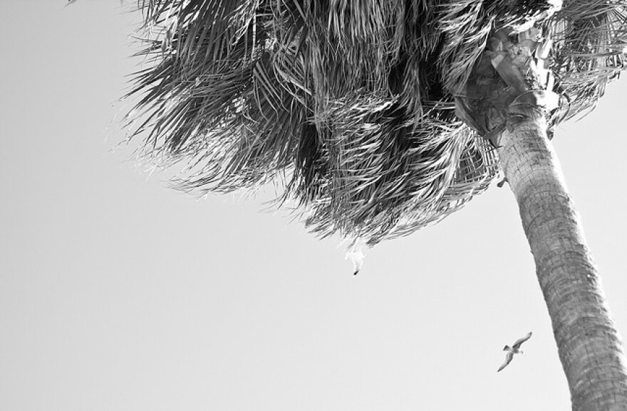 palm-tree.jpg