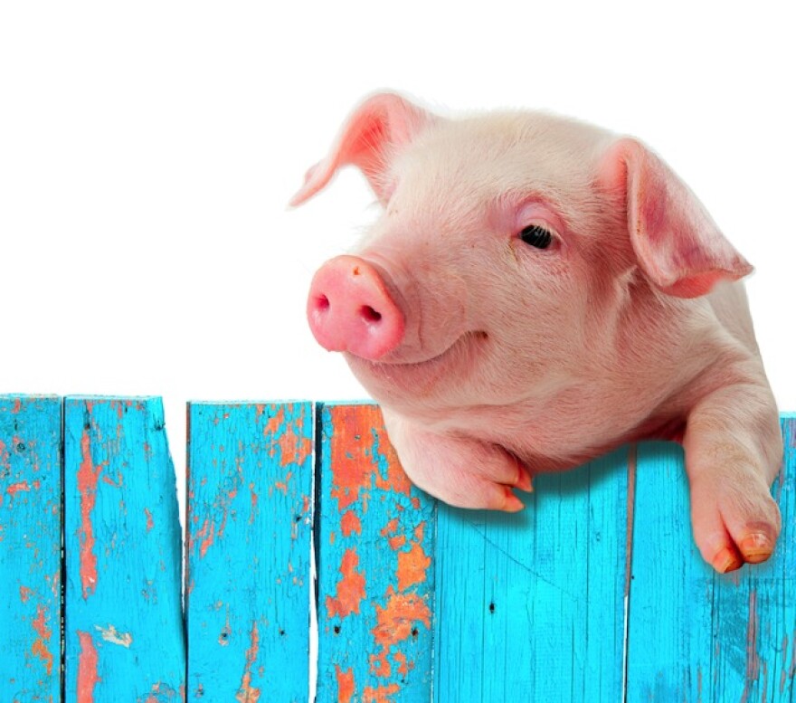 pig-shutterstock.jpg