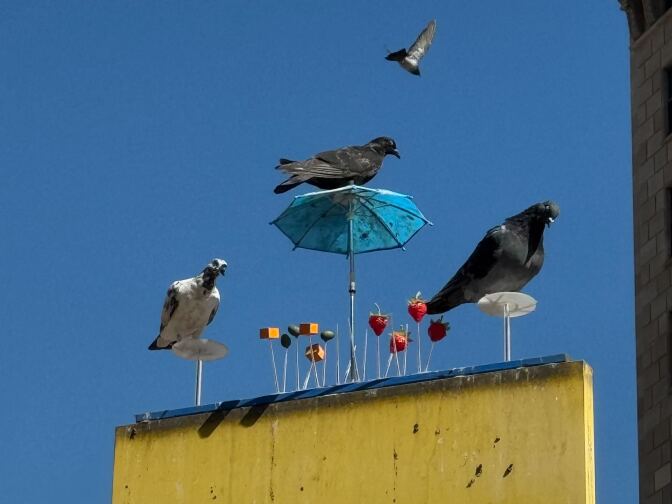 Two pigeons sit on stools and one sits on an umbrella added to the Pershing Square sign. One pigeon is seen in the background taking flight.