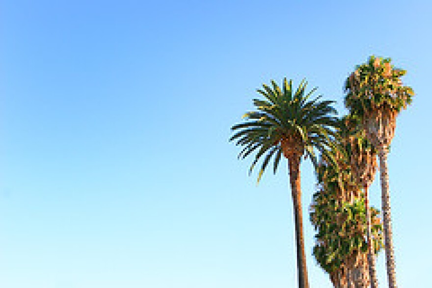tree.jpg