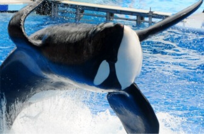 Killer whale 'Tilikum' appears during its performance in its show 'Believe' at Sea World on March 30, 2011, in Orlando, Fla. This is the first time since the six-ton whale has performed since killing trainer Dawn Brancheau at the marine park on Feb. 24 2010.