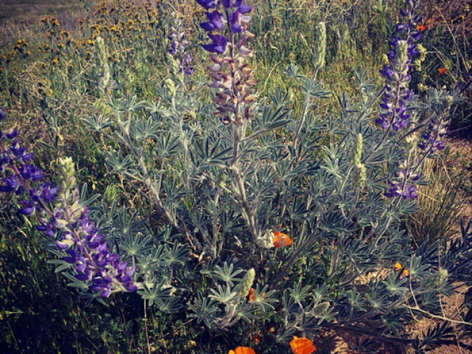 Taken in the Antelope Valley California Poppy Reserve March 16. 