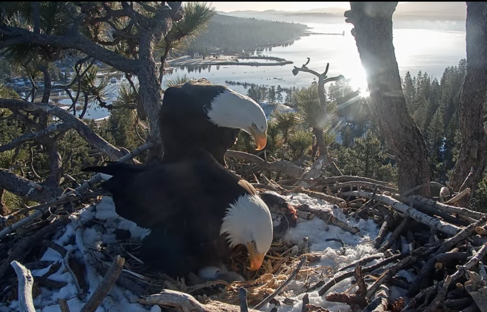 Jackie Shell Jackie and Shadow welcome two new chicks, their first hatchlings in ...