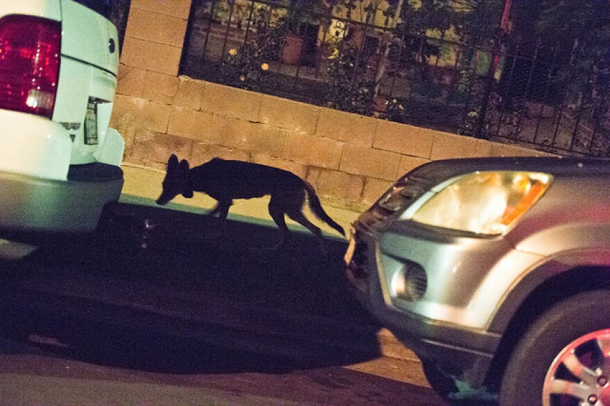 coyote_between_cars_main.jpg