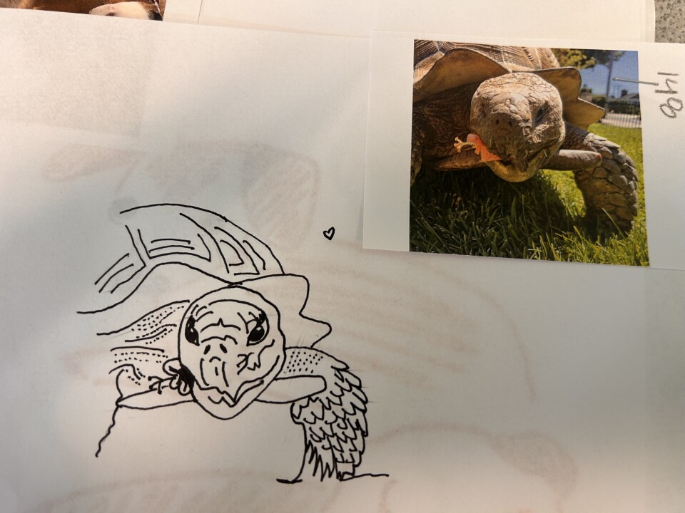 A hand drawn portrait of a tortoise in black pen, with the real photo of the tortoise stapled to the top right corner.