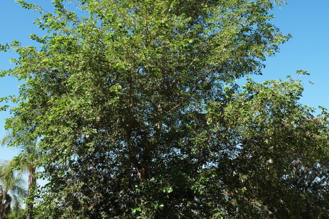 Climate change trees