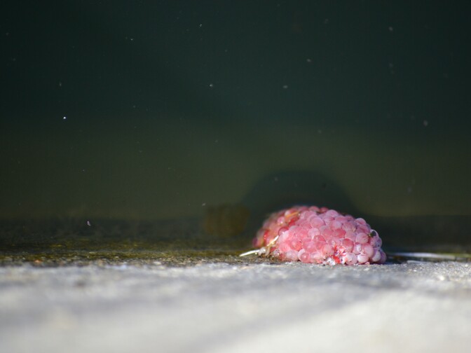 A small, pink egg mass of the species pomacea canaliculata, or apple snail is seen up close in Echo Park. Apple snails are native to South America and considered an invasive species in Los Angeles. 