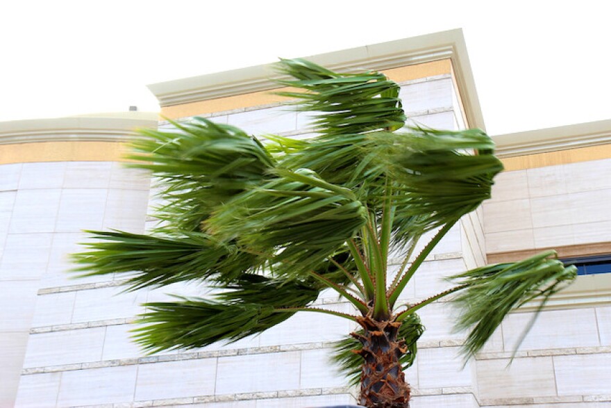 windtree.jpg