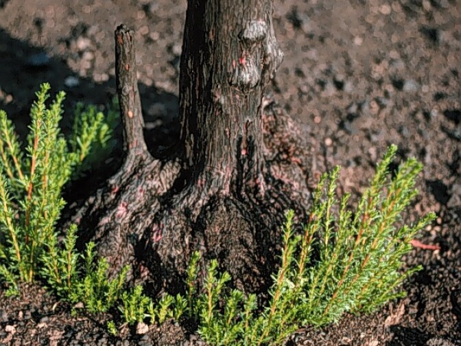 New leaves sprout from the base of a burned chamise, or greasewood, shrub after a wildfire.  