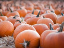 File photo of a pumpkin patch. 