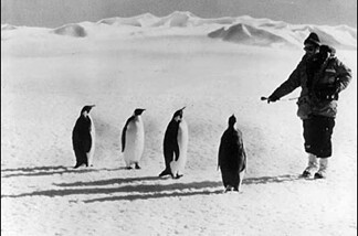This is what a PR picture should look like. The reporter out in the field. In this case, NPR's Talk of the Nation Science Friday host Ira Flatow with, you know, penguins.