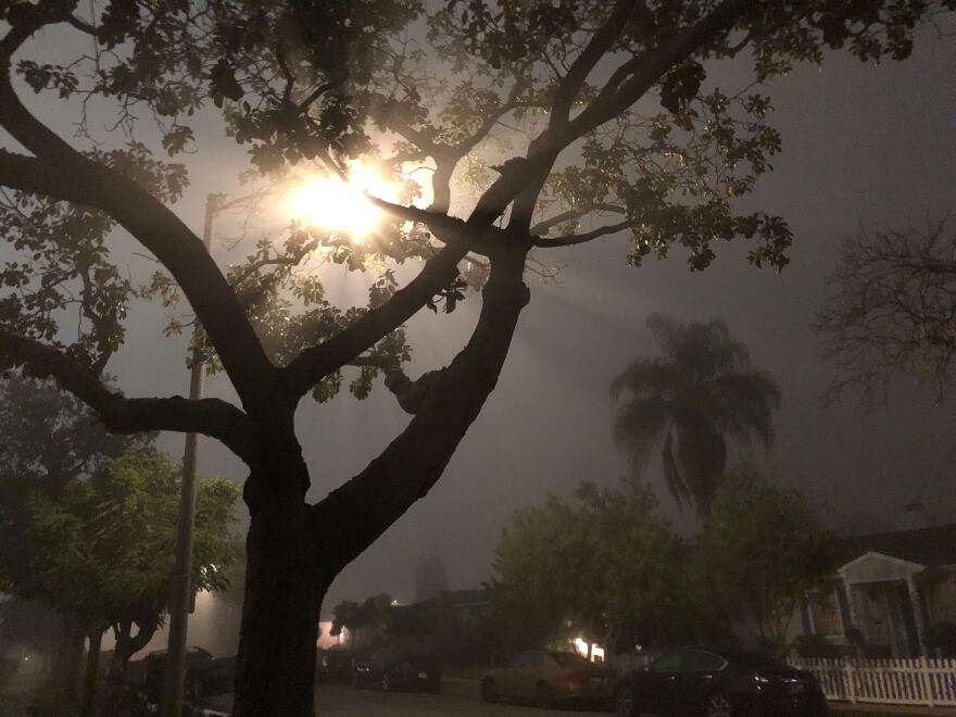 A streetlight is lit behind a tree, depicting dense fog in a neighborhood.