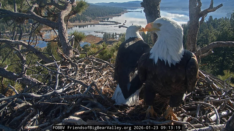 California Observes Inaugural Wildlife Day, Honoring Iconic Bald Eagle