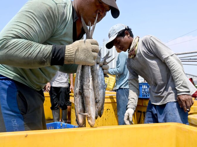 This picture taken on May 5, 2019 shows Indonesian fishermen unloading their catch at the port in Jakarta. - The global fishing industry is riddled with forced labour, anti-trafficking experts say, warning that consumers are unaware of the "true cost" of the seafood they buy in stores and restaurants. (Photo by GOH Chai Hin / AFP) / To go with AFP story Indonesia-rights-crime,FEATURE by Harry Pearl        (Photo credit should read GOH CHAI HIN/AFP/Getty Images)