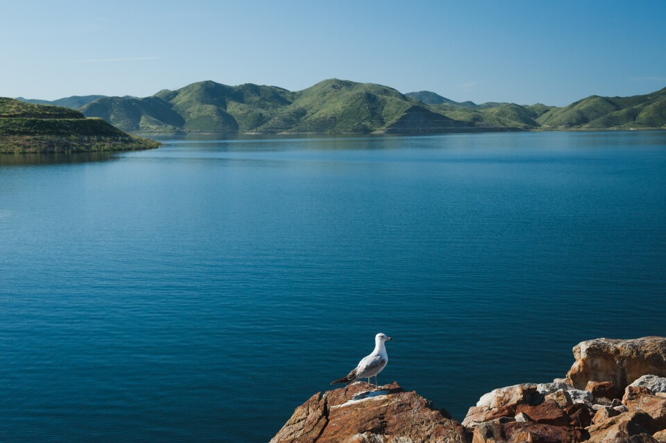 A gull sits on the shore of Diamond Valley Lake in Hemet, California on March 30, 2017. The amount of water in the reservoir, which is fed by snowmelt from the Sierra Nevadas hundreds of miles away, has doubled in the last year.