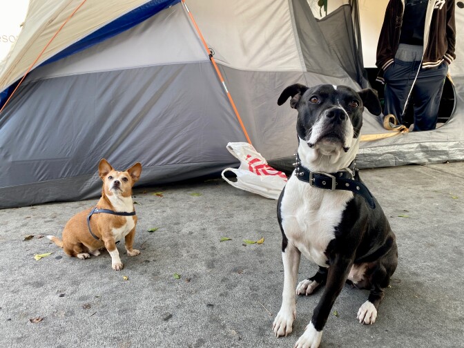 Two dogs are photographed in a picture sitting and waiting on a treat. One dog is black and white, the other is brown and white.