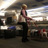SAN FRANCISCO, CALIFORNIA - DECEMBER 10: Tatyana Danilova walks her pet pig named LiLou through the United terminal at San Francisco International Airport (SFO) on December 10, 2019 in San Francisco, California. LiLou, a five year-old Juliana pig is a member of SFO's Wag Brigade that brings therapy animals to airport's departure area to greet passengers as they wait for their flights. (Photo by Justin Sullivan/Getty Images)