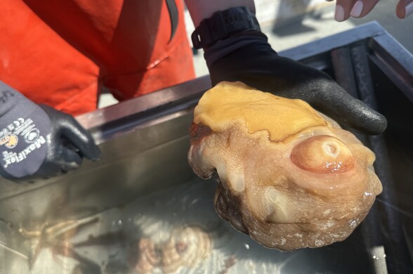 A person wearing black gloves holds a large, fleshy, yellow-orange sea creature with a textured, bulbous surface and a prominent circular feature near one end.