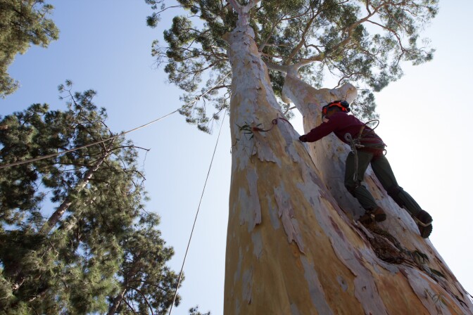 A large eucalyptus tree branch fell and critically injured a toddler in Pasadena on Tuesday, Aug. 29. In this photo, a tree cutter climbs up the Eucalyptus Deanei tree that was more than 130 feet tall in Faith and Harry Rumack's front yard in Santa Monica, Calif., Thursday, September 13, 2012.