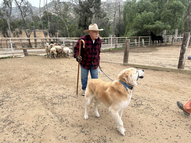 A man holds a shepherd's staff in one hand and a leash attached to a yellow dog in the other. He's in a pen with a small flock of sheep in the background.