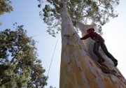 A large eucalyptus tree branch fell and critically injured a toddler in Pasadena on Tuesday, Aug. 29. In this photo, a tree cutter climbs up the Eucalyptus Deanei tree that was more than 130 feet tall in Faith and Harry Rumack's front yard in Santa Monica, Calif., Thursday, September 13, 2012.