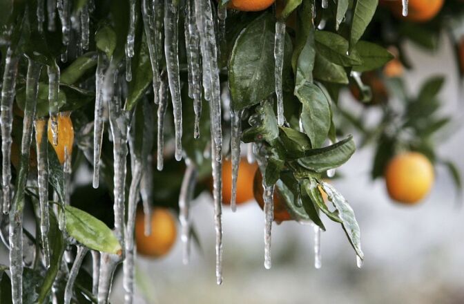 Icicles created by drip irrigation are illuminated by a cars headlights as they hang from an orange tree January 17, 2007 in Orange Cove, California. California governor Arnold Schwarzenegger declared a state of emergency as an estimated 70% of California's citrus crops have been damaged by a severe cold snap that is bringing below freezing tempuratures to California's central valley. The cold is expected to continue through January 21. 