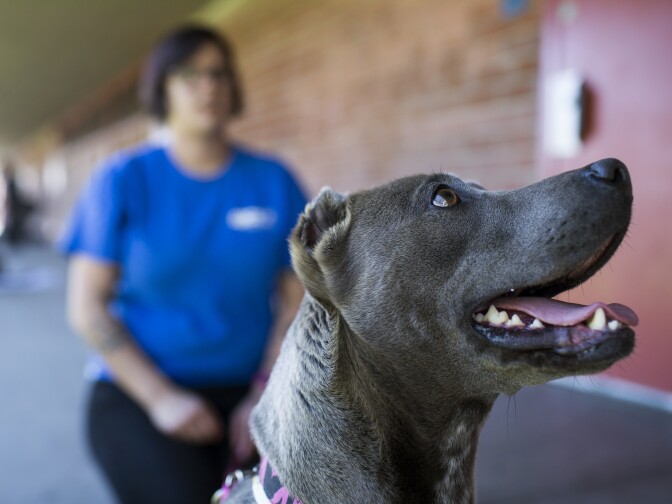 A student works with Diamond during spcaLA's humane education after-school program at Bunche Middle School in Compton on Tuesday afternoon, March 8, 2016. Besides dog training, and learning about spay and neuter, students also take part in team-building exercises that get them to communicate feelings with each other and adults.