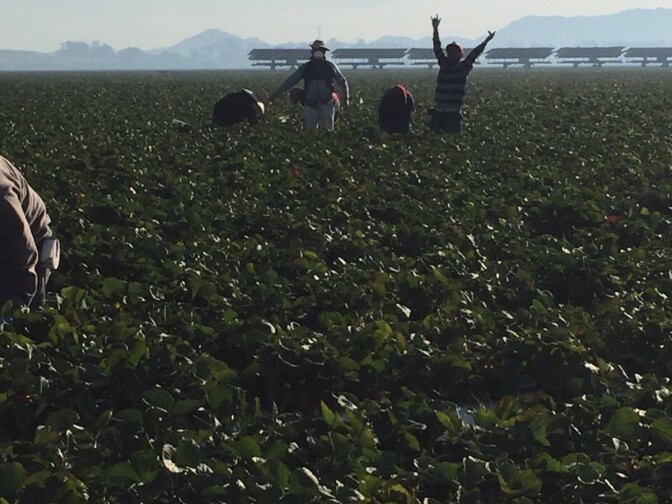 Some farm workers in Oxnard received masks to protect themselves from the Thomas Fire, but other field hands employed elsewhere did not.