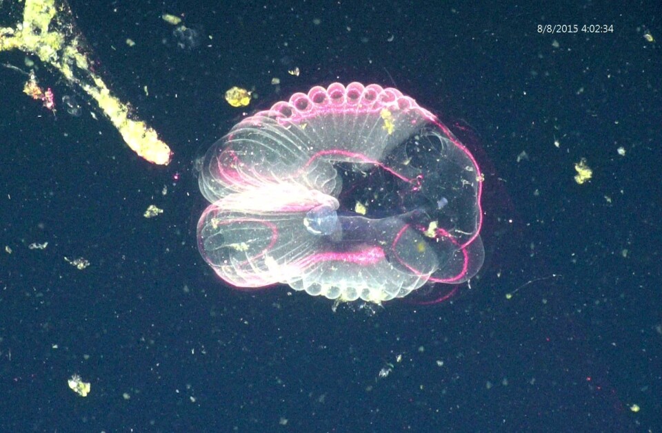 This frame grab from video taken by MBARI's MiniROV shows the inner house of a giant larvacean, with its inner chambers outlined by the red sheet of laser light from the DeepPIV system.