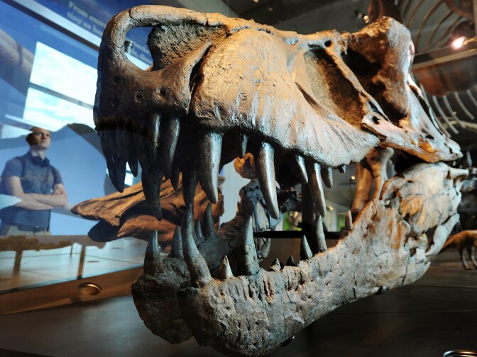 A visitor looks at a the skull of a Tyrannosaurus rex in the Dinosaur Hall at the Natural History Museum of Los Angeles on July 7, 2011.