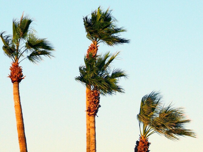 Palm trees in the wind. 