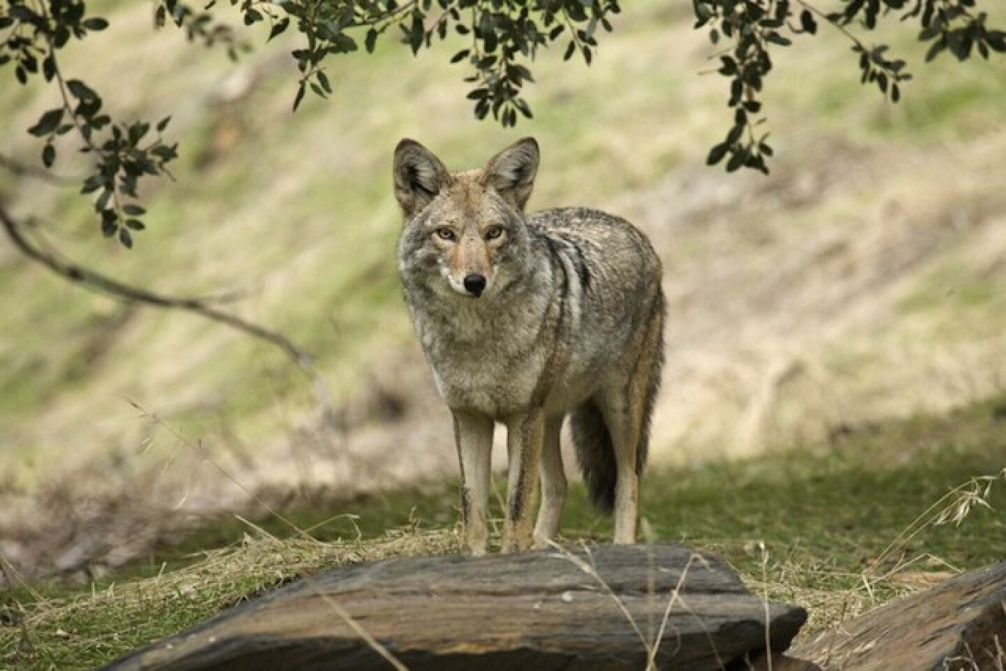 coyote_shutterstock.jpg
