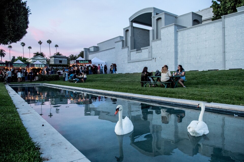 Two swans sit on a water feature in the foreground. Behind them is a picnic table of four women, and in the background are crowded beer and taco tents for an event. 