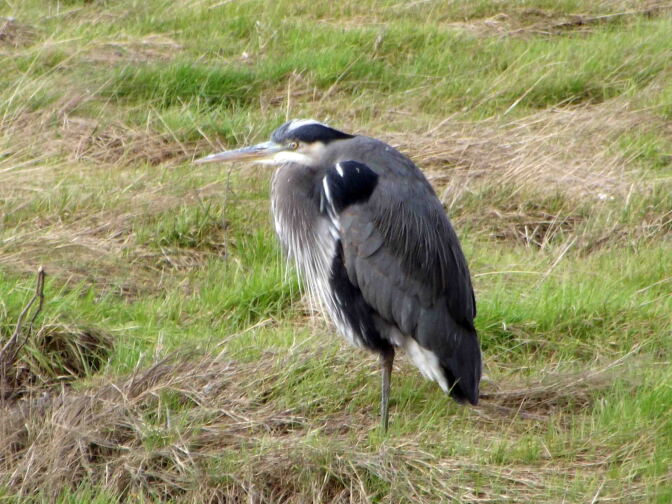 Blue Heron, Theler Wetlands, Belfair, WA. 