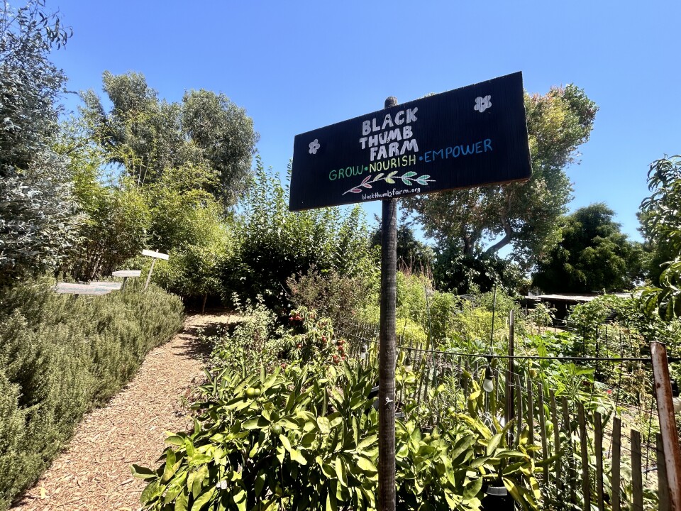 An outdoor walkway in an garden on a sunny, clear morning. A black painted sign is sticking out of the ground to greet you. It reads "Black Thumb Farm" in white paint, "Grow" in green, "Nourish" in yellow, and "Empower" in blue. A leaf, colored red, yellow, and green, is underlining the text.