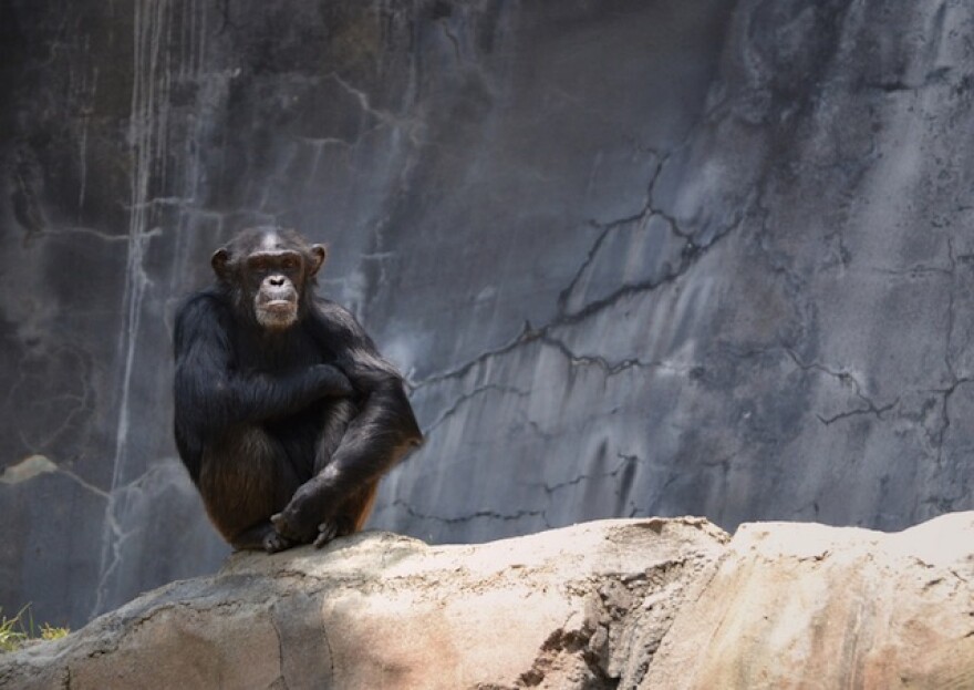 la_zoo_monkey.jpg